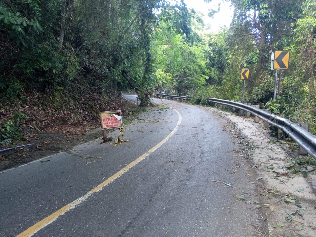 pohon tumbang