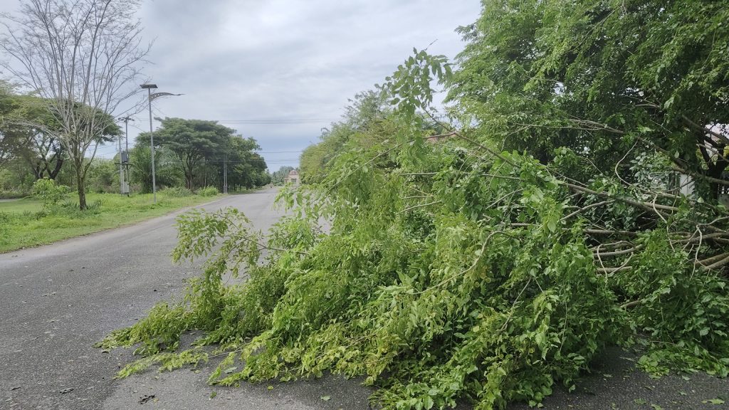 pohon tumbang