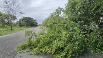 pohon tumbang
